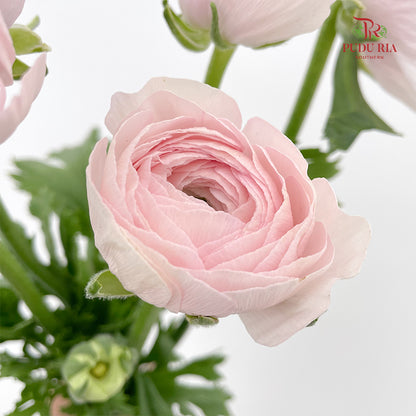 Ranunculus Cloni Light Pink - (5 Stems)