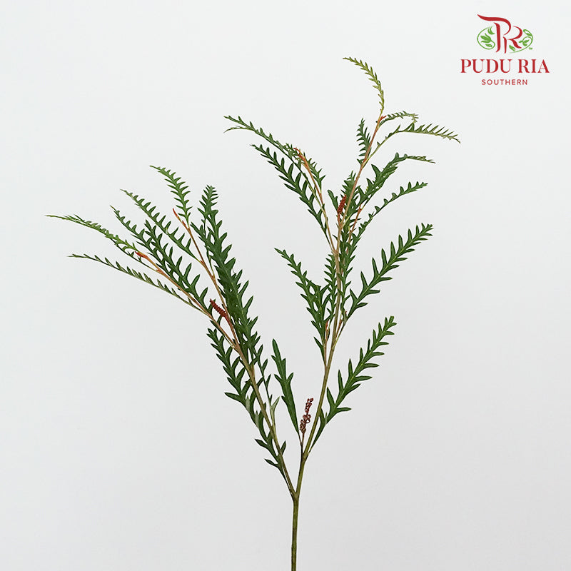 Grevillea Grass - Pudu Ria Florist Southern