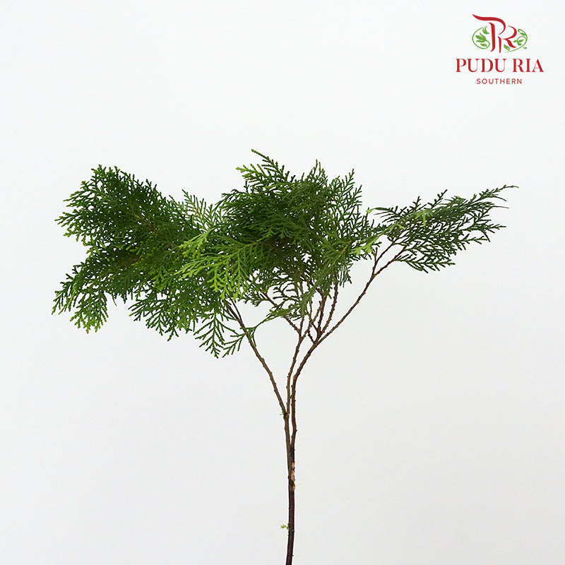 Pine Leaf - Pudu Ria Florist Southern