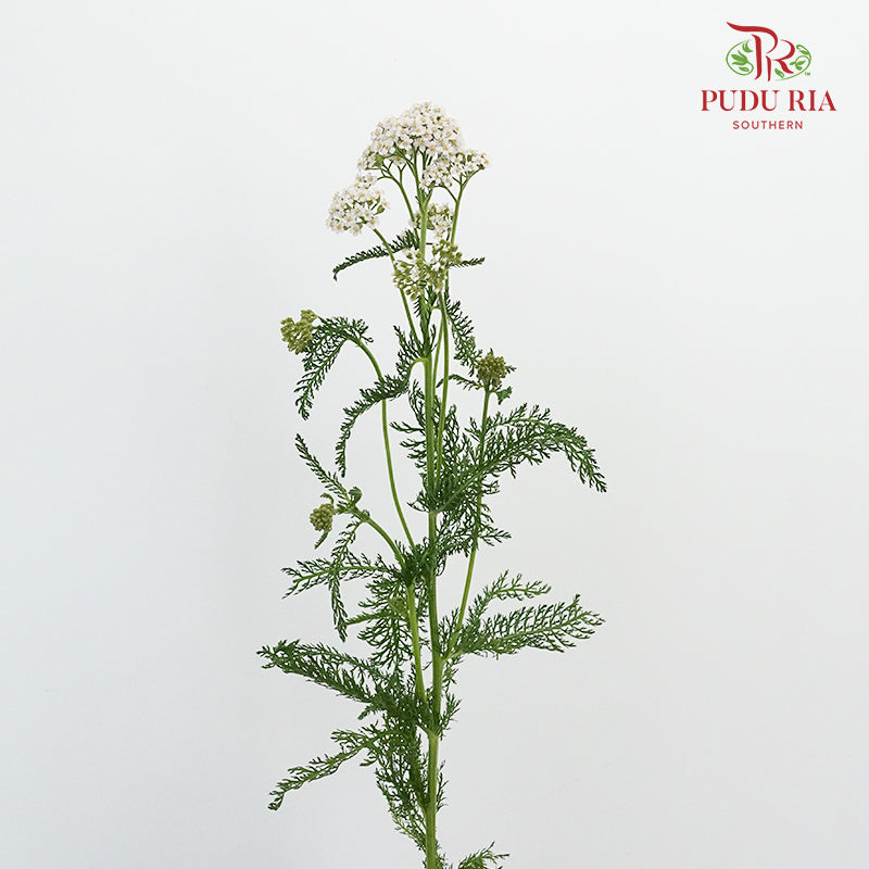 Achillea / Yarrow White - Pudu Ria Florist Southern