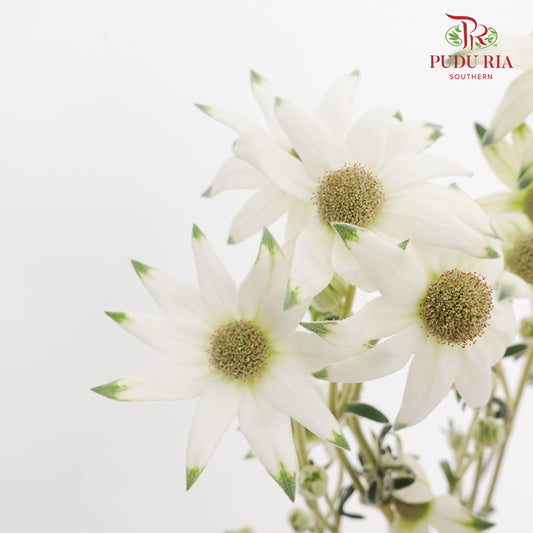 Actinotus Helianthi 法兰绒花 - (2 Stems)