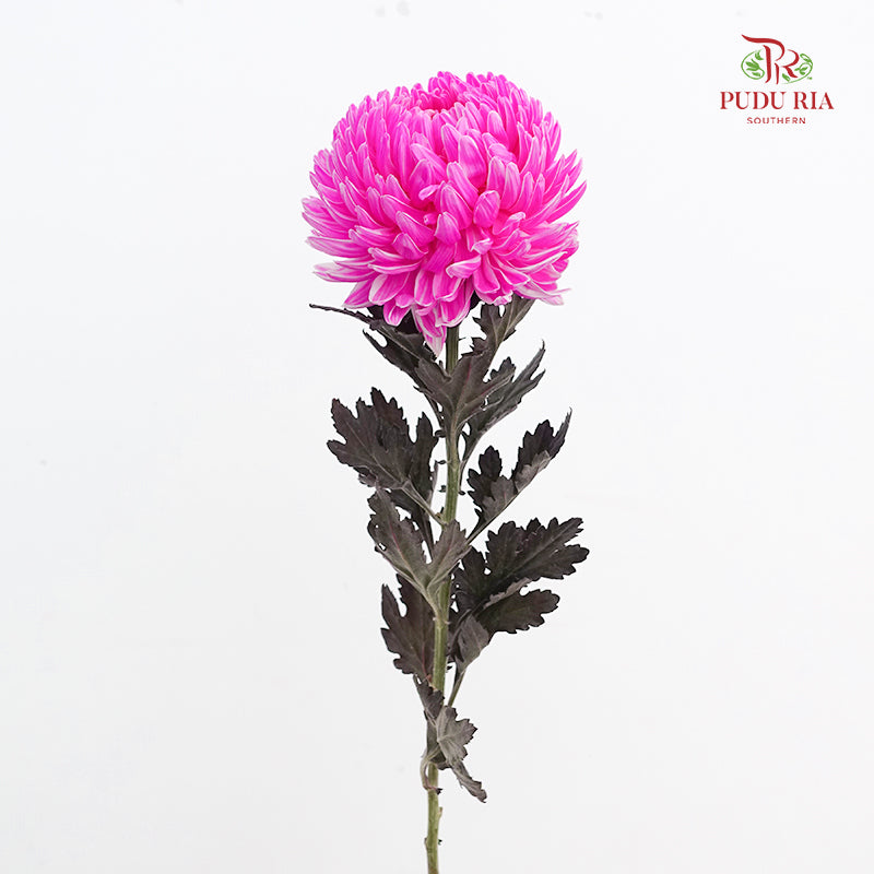 Peony Chrysanthemum Dyed Pink - (5 Stems)