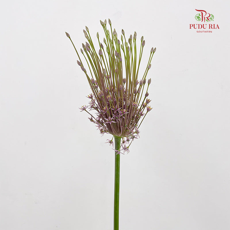 Allium Schubertii 大花葱 - (2 Stems)