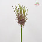 Allium Schubertii 大花葱 - (2 Stems)