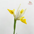 Iris Yellow - (5 Stems)