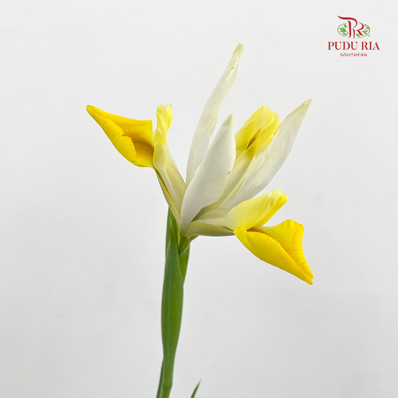 Iris Yellow - (5 Stems)