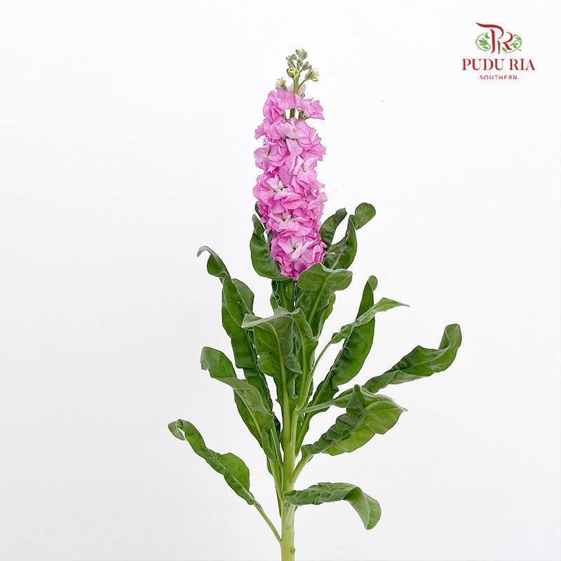 Matthiola Pink 紫罗兰 - (Per Bundle)