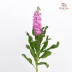 Matthiola Pink 紫罗兰 - (Per Bundle)