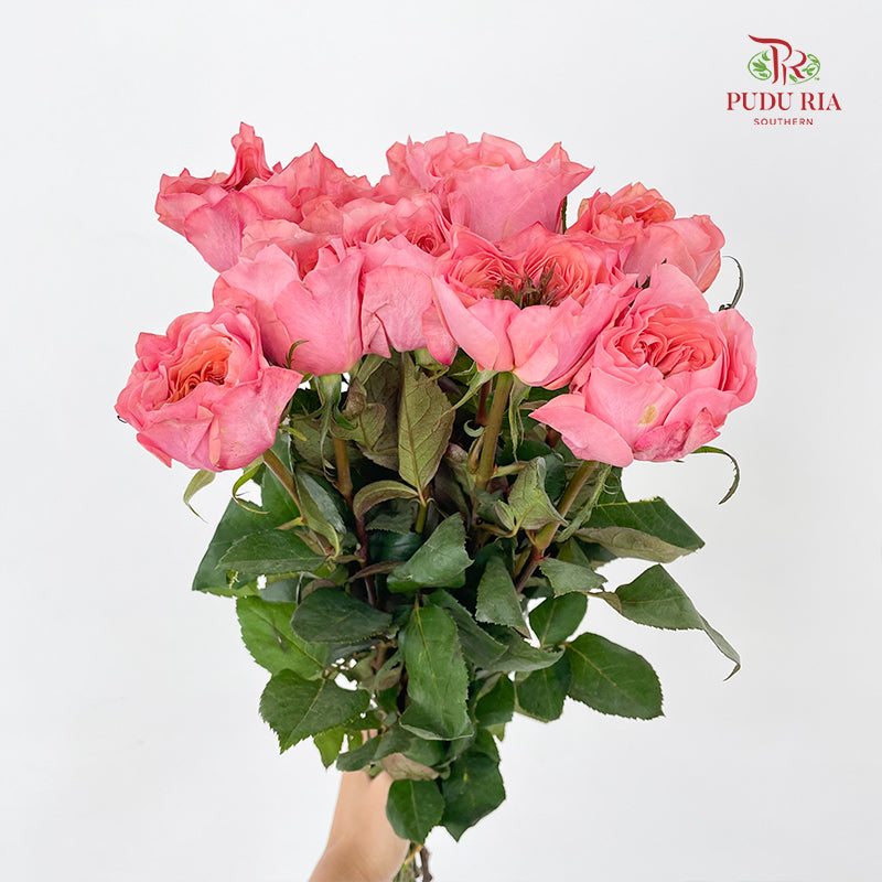 Rose Mikoto - (8-10 Stems)