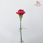 Carnation St Taj  (18-20 Stems) - Pudu Ria Florist Southern