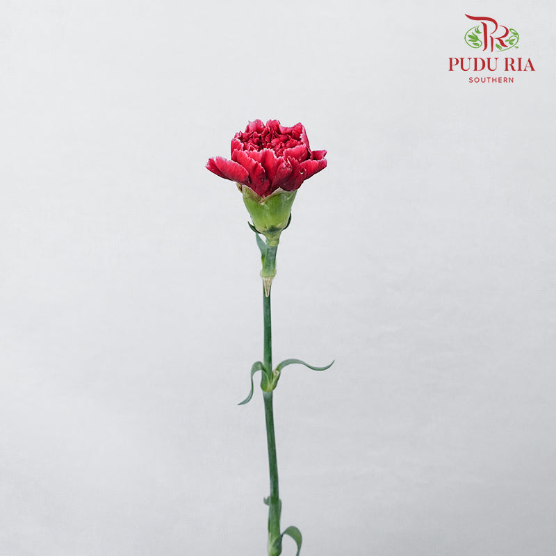 Carnation St Taj  (18-20 Stems) - Pudu Ria Florist Southern