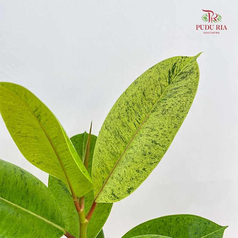 Ficus Elastica Shiverana