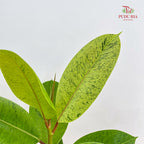Ficus Elastica Shiverana