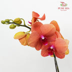 Phalaenopsis Orchid Orange Medium Double Stems