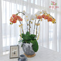 Hari Raya Phalaenopsis Orchid Arrangement (5 Stems)