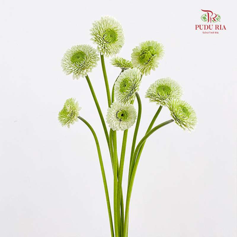 Gerbera Pasta Germini Green - (8-10 Stems)