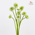 Gerbera Pasta Germini Green - (8-10 Stems)