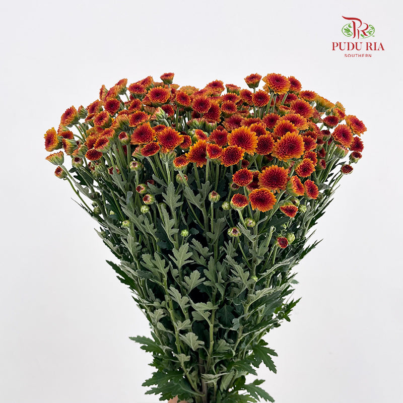 Chrysanthemum Santini / Calimero Mini Button Orange Red