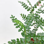 Zanthoxylum Piperitum 清香胡椒木