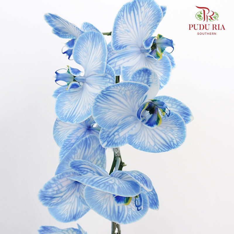 Phalaenopsis Orchid Blue - per stem - Pudu Ria Florist Southern