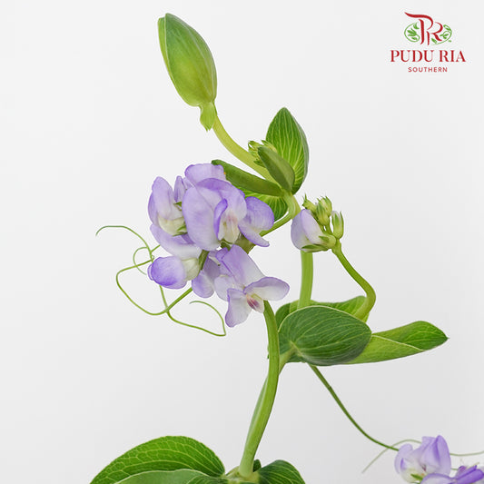 Lathyrus Latifolius 宽叶山黧豆 - (4 Stems)