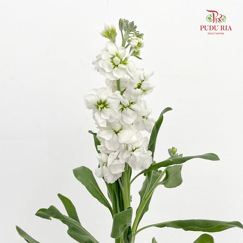 Matthiola White 紫罗兰 - (Per Bundle)