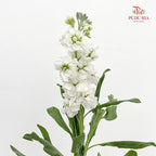 Matthiola White 紫罗兰 - (Per Bundle)