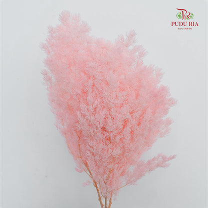 Preservative Asparagus Fern Pink