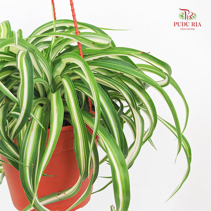 Chlorophytum / Spider Plant