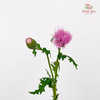 Cirsium Japonicum Pink - (Per Bundle)