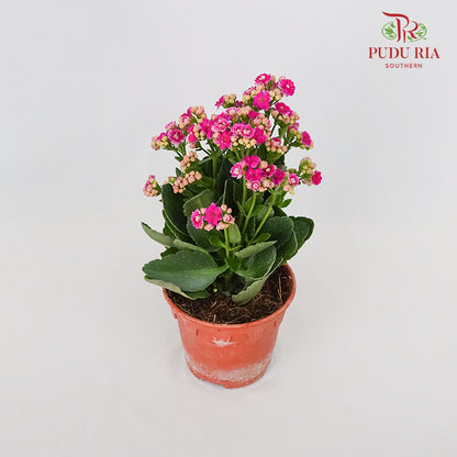 Kalanchoe 万紫千红