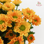 Chrysanthemum Calimero Pompom Rossi Orange - (10-12 Stems)