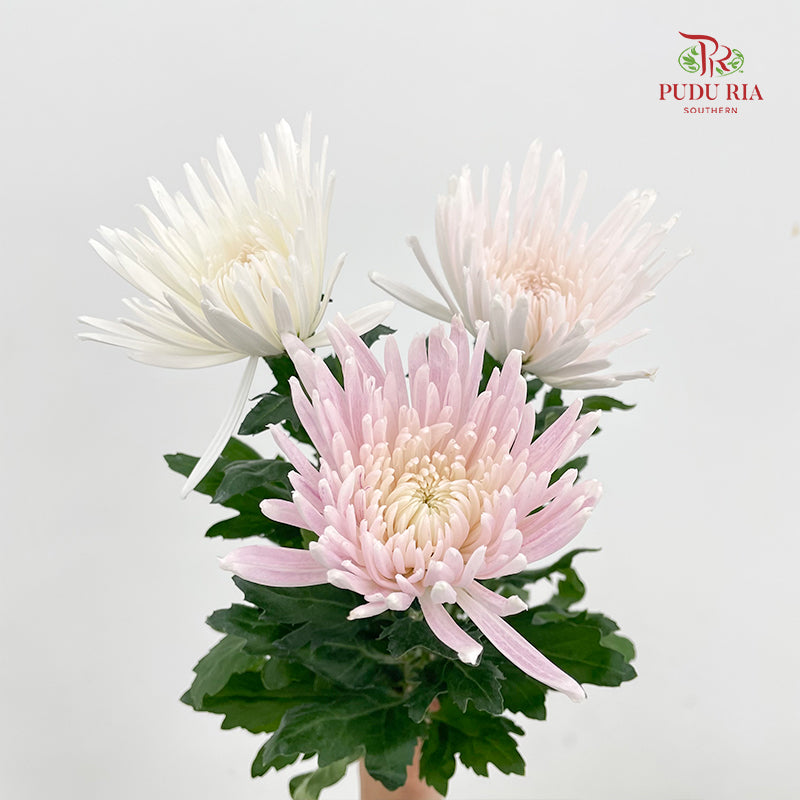 Net Mum Chrysanthemum White Pink - (10-12 Stems)