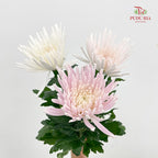 Net Mum Chrysanthemum White Pink - (10-12 Stems)