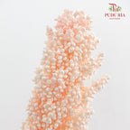 Dry Sorghum - Pink