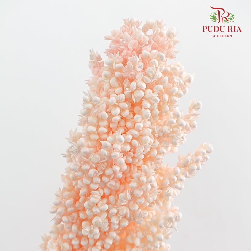 Dry Sorghum - Pink