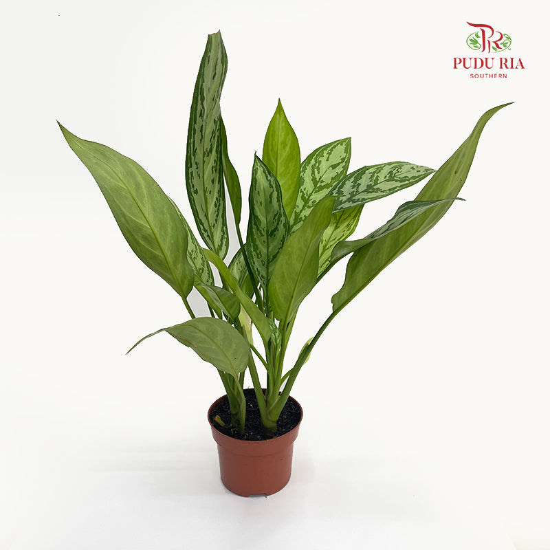 Aglaonema Silver Queen