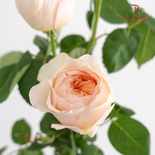 Rose Juliet (8-10 Stems) - Pudu Ria Florist Southern