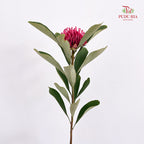 Telopea Speciosissima - (Per Stem)