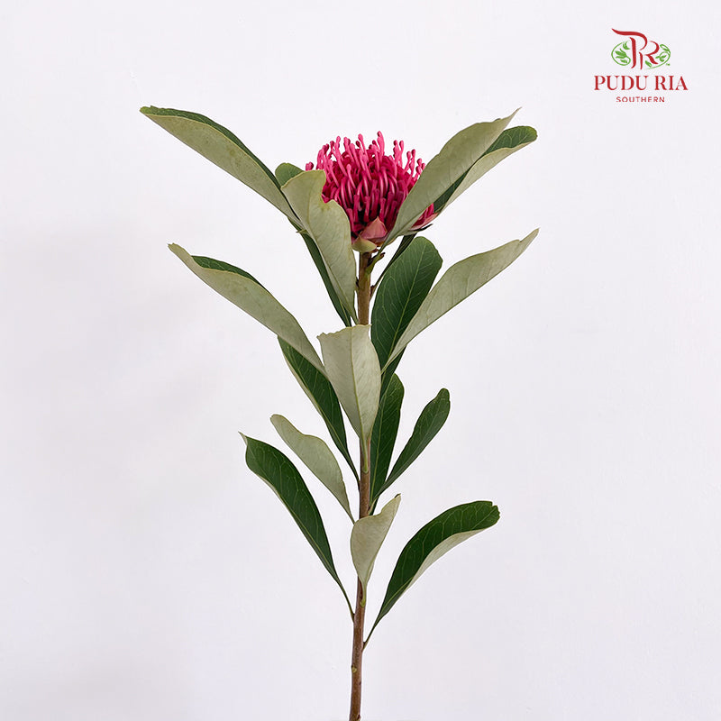 Telopea Speciosissima - (Per Stem)