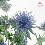Eryngium Blue 刺芹 - (5 Stems)