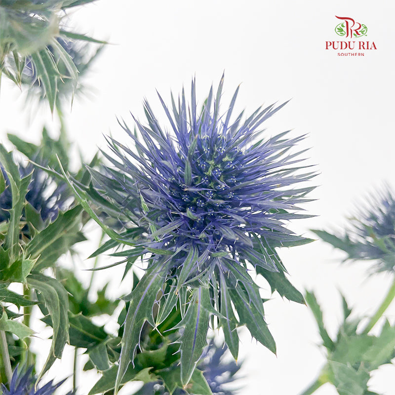 Eryngium Blue 刺芹 - (5 Stems)