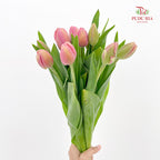 Tulip Pink 郁金香 - (8-10 Stems)