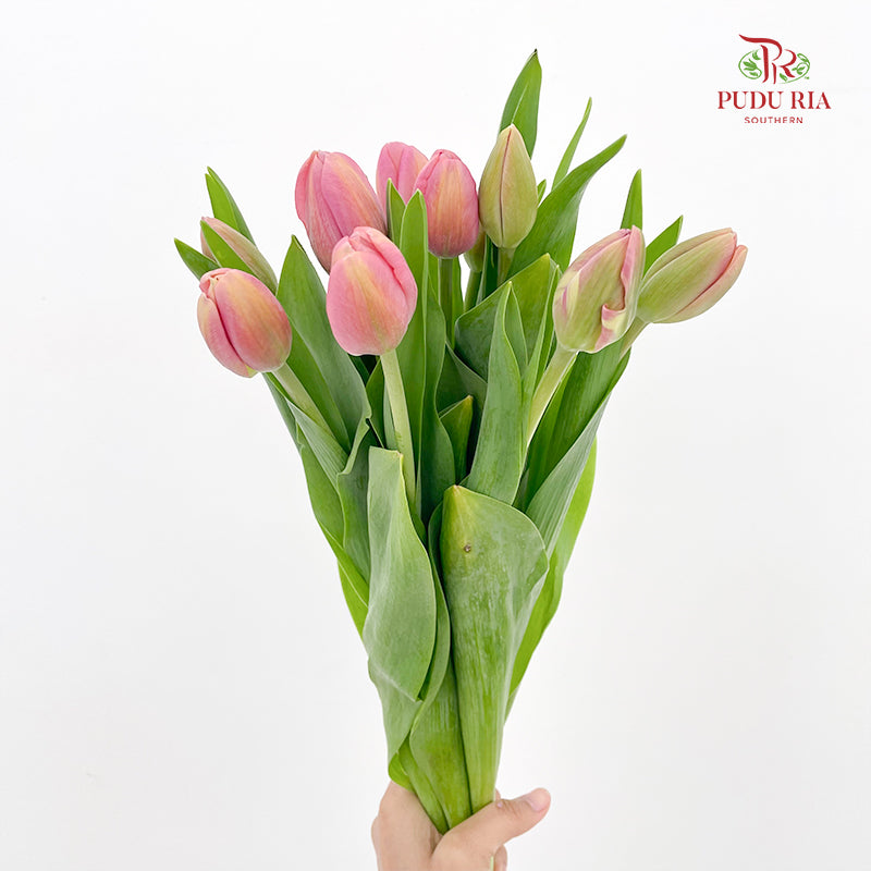 Tulip Pink 郁金香 - (8-10 Stems)