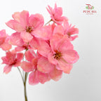 Dry New Wax Flower - Pink