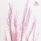 Dry Melaleuca Leaf Lilac