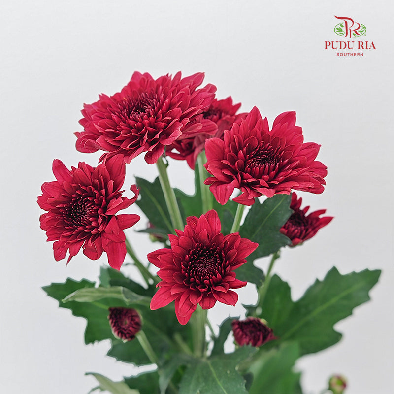 Chrysanthemum Pompom Dark Red 1 - (10-12 Stems)