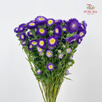 Aster Purple 翠菊 - (Per Bundle)