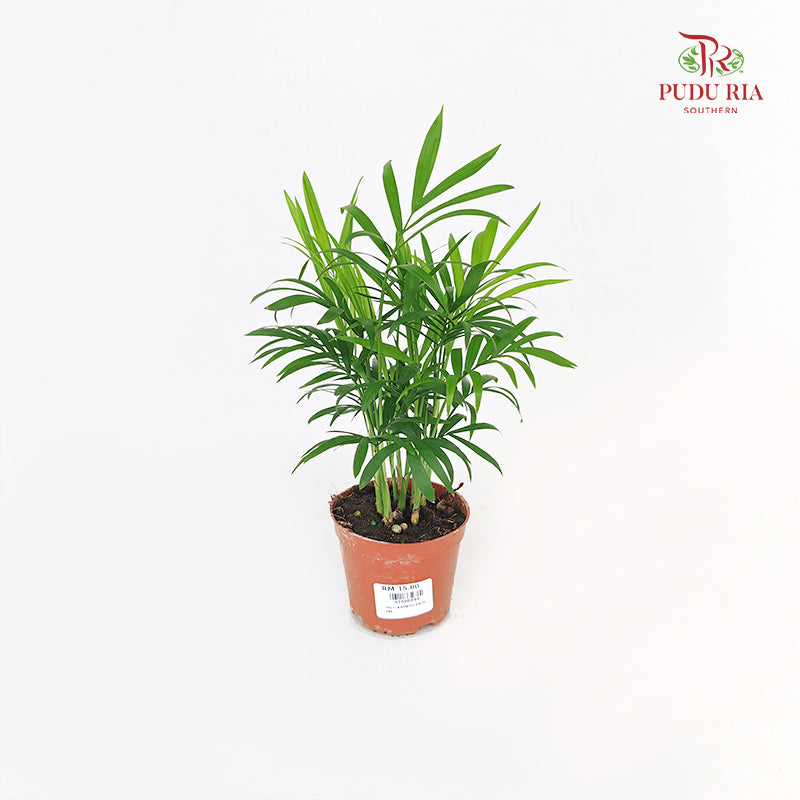 Bamboo Palm (Dracaena Sanderana)