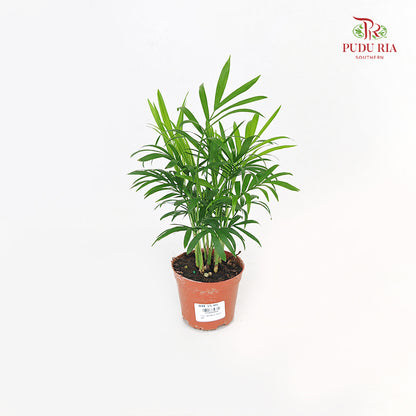 Bamboo Palm (Dracaena Sanderana)